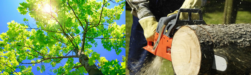 Tree Services Kenmore