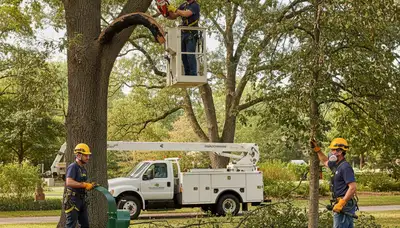 Seattle, WA arborist providing tree disease treatment for healthier trees and pest control