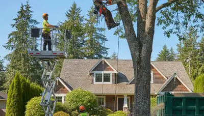 Seattle, WA tree service crew trimming trees for safe, professional property maintenance
