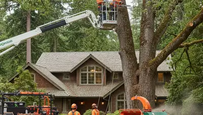 Tree service crew in Seattle, WA removing a tree for safe, professional property care