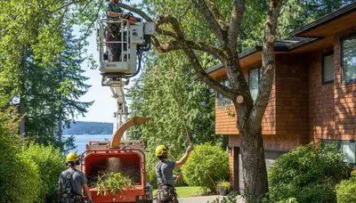 Tree service crew in Seattle, WA providing safe tree trimming and removal for local properties