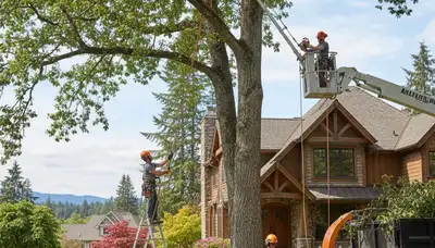 Tree service crew in Seattle, WA providing professional tree trimming and removal services