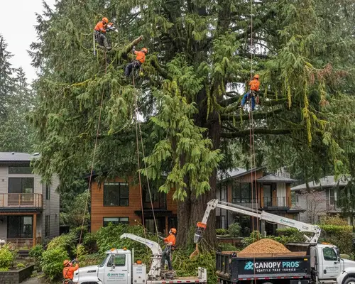 Seattle tree trimming service for heavy canopy maintenance and pruning