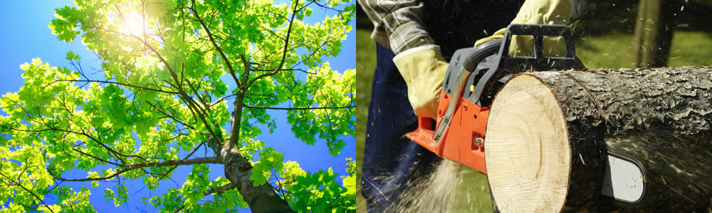 Tree Services Mercer Island